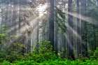 California. Del Norte Redwoods SP. Spring with sunbeams coming through redwoods and rhododendrons Art Print